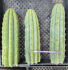 #EC196 EXACT trichocereus Peruvianus "Rancho" Ornamental Cactus Cuttings and Potted