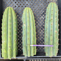 #EC196 EXACT trichocereus Peruvianus "Rancho" Ornamental Cactus Cuttings and Potted