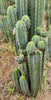 #EC196 EXACT trichocereus Peruvianus "Rancho" Ornamental Cactus Cuttings and Potted