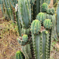 #EC196 EXACT trichocereus Peruvianus "Rancho" Ornamental Cactus Cuttings and Potted