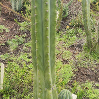 #EC196 EXACT trichocereus Peruvianus "Rancho" Ornamental Cactus Cuttings and Potted