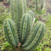 #EC196 EXACT trichocereus Peruvianus "Rancho" Ornamental Cactus Cuttings and Potted