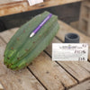 #EC196 EXACT trichocereus Peruvianus "Rancho" Ornamental Cactus Cuttings and Potted