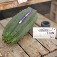 #EC196 EXACT trichocereus Peruvianus "Rancho" Ornamental Cactus Cuttings and Potted