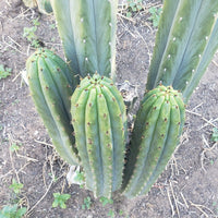 #EC196 EXACT trichocereus Peruvianus "Rancho" Ornamental Cactus Cuttings and Potted