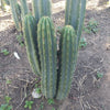 #EC196 EXACT trichocereus Peruvianus "Rancho" Ornamental Cactus Cuttings and Potted