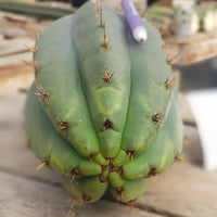 #EC196 EXACT trichocereus Peruvianus "Rancho" Ornamental Cactus Cuttings and Potted