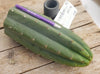 #EC196 EXACT trichocereus Peruvianus "Rancho" Ornamental Cactus Cuttings and Potted