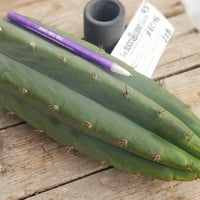 #EC196 EXACT trichocereus Peruvianus "Rancho" Ornamental Cactus Cuttings and Potted