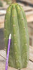 #EC196 EXACT trichocereus Peruvianus "Rancho" Ornamental Cactus Cuttings and Potted