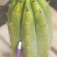 #EC196 EXACT trichocereus Peruvianus "Rancho" Ornamental Cactus Cuttings and Potted