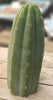 #EC196 EXACT trichocereus Peruvianus "Rancho" Ornamental Cactus Cuttings and Potted