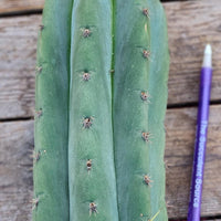 #EC196 EXACT trichocereus Peruvianus "Rancho" Ornamental Cactus Cuttings and Potted