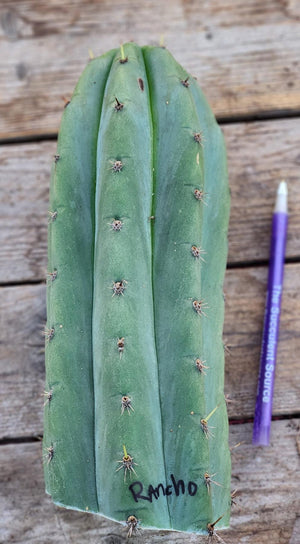 #EC196 EXACT trichocereus Peruvianus "Rancho" Ornamental Cactus Cuttings and Potted