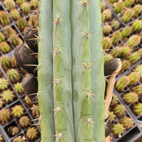 #EC196 EXACT trichocereus Peruvianus "Rancho" Ornamental Cactus Cuttings and Potted