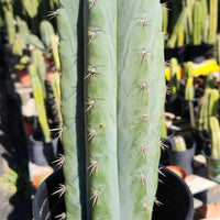 #EC196 EXACT trichocereus Peruvianus "Rancho" Ornamental Cactus Cuttings and Potted