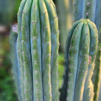 #EC196 EXACT trichocereus Peruvianus "Rancho" Ornamental Cactus Cuttings and Potted