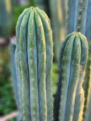 #EC196 EXACT trichocereus Peruvianus 