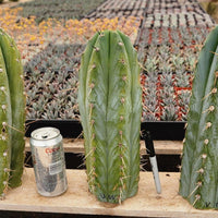 #EC20 EXACT Trichocereus Peruvianus TSSBP Blue Peru Cactus Plant Cutting 12"