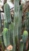 #EC200 EXACT Trichocereus Pachanoi BGH Cactus Plant Cutting