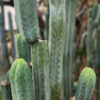 #EC200 EXACT Trichocereus Pachanoi BGH Cactus Plant Cutting