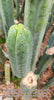 #EC200 EXACT Trichocereus Pachanoi BGH Cactus Plant Cutting