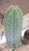 #EC200 EXACT Trichocereus Pachanoi BGH Cactus Plant Cutting