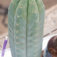 #EC200 EXACT Trichocereus Pachanoi BGH Cactus Plant Cutting