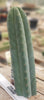 #EC200 EXACT Trichocereus Pachanoi BGH Cactus Plant Cutting