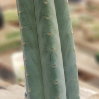 #EC200 EXACT Trichocereus Pachanoi BGH Cactus Plant Cutting