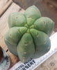 #EC200 EXACT Trichocereus Pachanoi BGH Cactus Plant Cutting