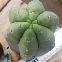 #EC200 EXACT Trichocereus Pachanoi BGH Cactus Plant Cutting