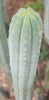 #EC200 EXACT Trichocereus Pachanoi BGH Cactus Plant Cutting