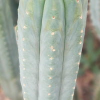 #EC200 EXACT Trichocereus Pachanoi BGH Cactus Plant Cutting