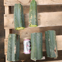 #EC200 EXACT Trichocereus Pachanoi BGH Cactus Plant Cutting