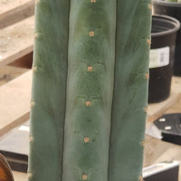 #EC200 EXACT Trichocereus Pachanoi BGH Cactus Plant Cutting