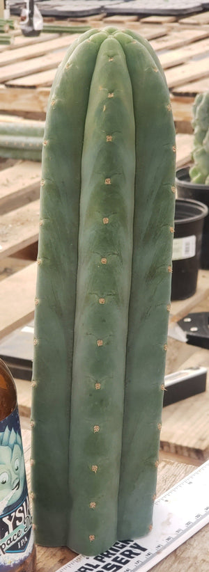 #EC200 EXACT Trichocereus Pachanoi BGH Cactus Plant Cutting