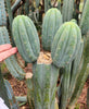 #EC200 EXACT Trichocereus Pachanoi BGH Cactus Plant Cutting