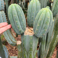 #EC200 EXACT Trichocereus Pachanoi BGH Cactus Plant Cutting