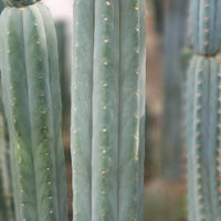 #EC200 EXACT Trichocereus Pachanoi BGH Cactus Plant Cutting