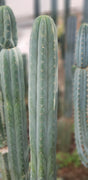 #EC200 EXACT Trichocereus Pachanoi BGH Cactus Plant Cutting