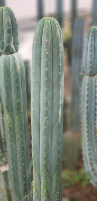 #EC200 EXACT Trichocereus Pachanoi BGH Cactus Plant Cutting