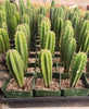 #EC201 EXACT Trichocereus Hybrid Super Pedro X Pachanoi Juuls Ornamental Cactus Plant 5-6"