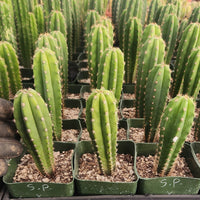 #EC201 EXACT Trichocereus Hybrid Super Pedro X Pachanoi Juuls Ornamental Cactus Plant 5-6"