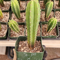 #EC201 EXACT Trichocereus Hybrid Super Pedro X Pachanoi Juuls Ornamental Cactus Plant 5-6"