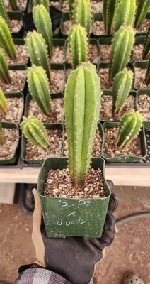 #EC201 EXACT Trichocereus Hybrid Super Pedro X Pachanoi Juuls Ornamental Cactus Plant 5-6