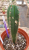 #EC203 EXACT Trichocereus Hybrid Huanu X Pachanoi Oscar Ornamental Cactus 8" Plant