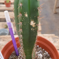 #EC203 EXACT Trichocereus Hybrid Huanu X Pachanoi Oscar Ornamental Cactus 8" Plant