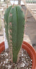 #EC203 EXACT Trichocereus Hybrid Huanu X Pachanoi Oscar Ornamental Cactus 8" Plant