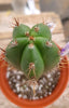 #EC203 EXACT Trichocereus Hybrid Huanu X Pachanoi Oscar Ornamental Cactus 8" Plant